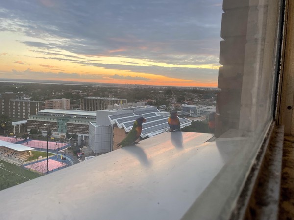 Rainbow lorikeet visitors to the tenth floor
