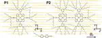 Probing the orientation of porphyrin oligomers in a liquid crystal solvent – a triplet state electron paramagnetic resonance study