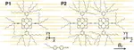 Probing the orientation of porphyrin oligomers in a liquid crystal solvent – a triplet state electron paramagnetic resonance study